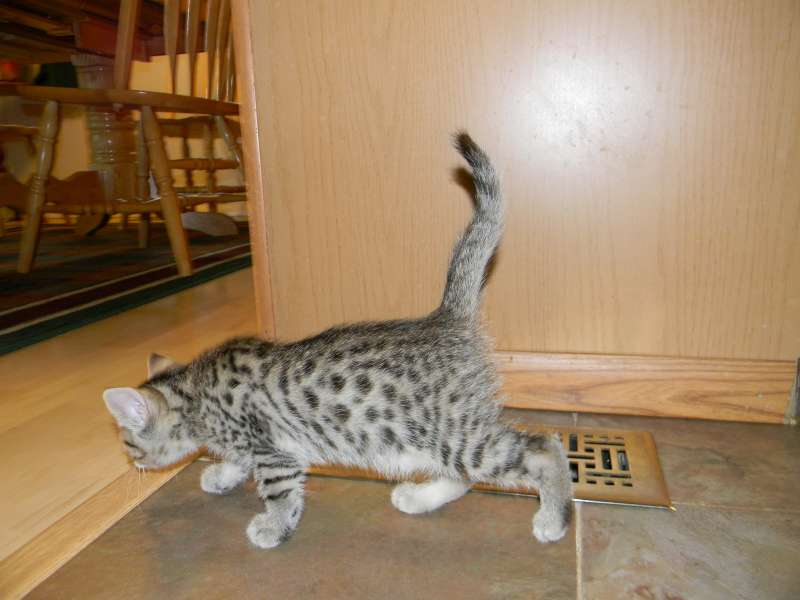 Horus, bronze Egyptian Mau, is so busy exploring and finding trouble