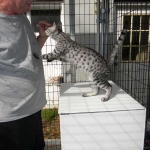 Van Gogh - Silver Egyptian Mau Sire