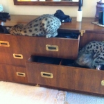 Siraj - F-1 Savannah male DOB 4-23-12