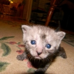 Egyptian Mau Smoke male DOB 9-13-13