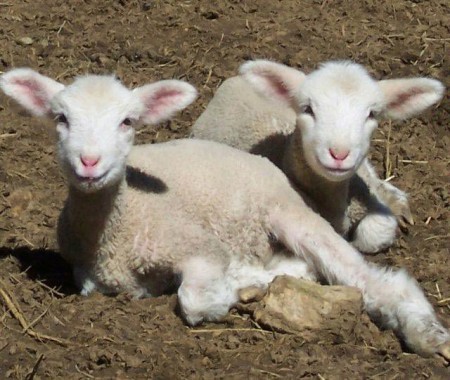 Lambs