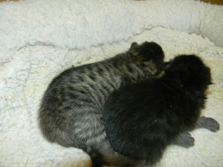 Savannah Screamer litter  F-6 DOB 2-1-14