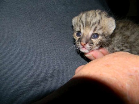 Geofrroy's Tempest female DOB 5-3-14 029-800