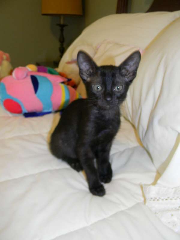 Savannah F-6 SBT Black on Black female DOB 4-21-14 031-800