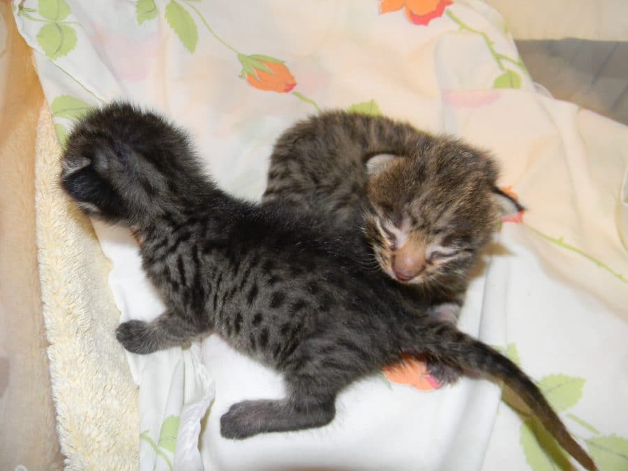 Savannah F-2B litter DOB 9-1-14 002