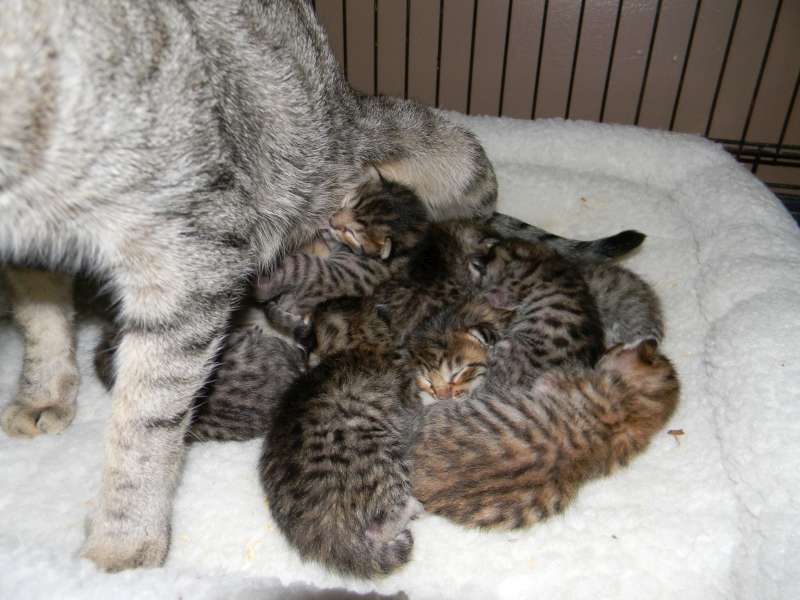 Savannah Litter Triumph SBTs DOB 10-8-14 002-800