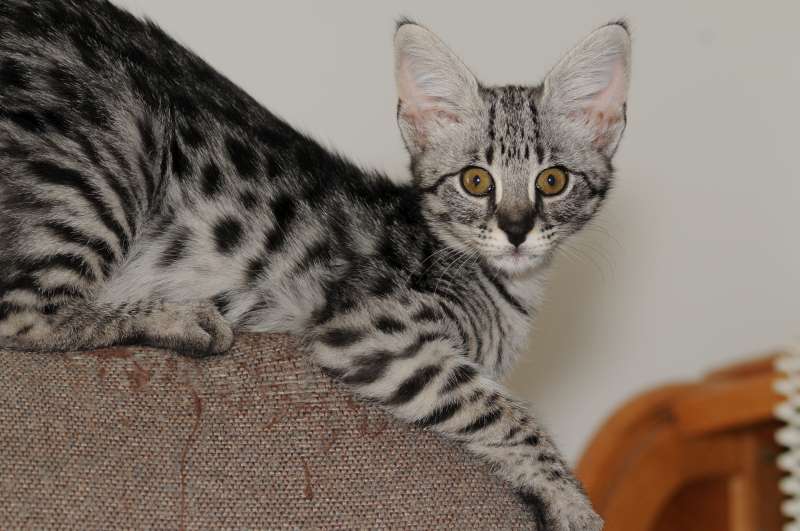 Affordable Savannah Kittens For Sale In North Carolina From Belle Hollow Farms And Exotics,Streusel Topping