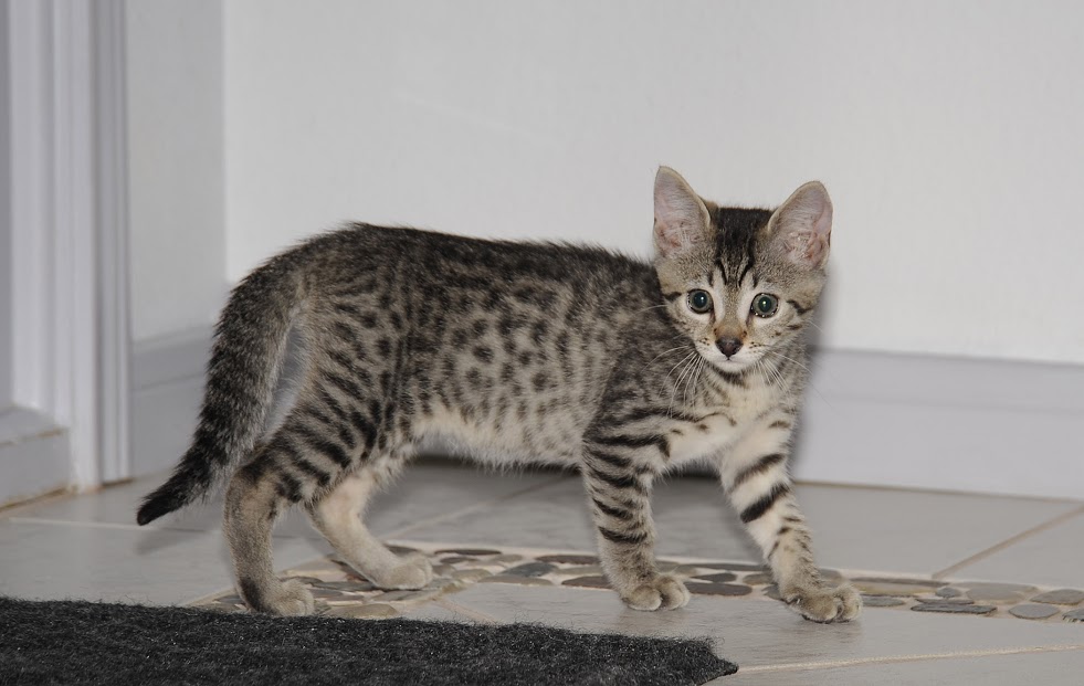 Egyptian Mau Bronze male DOB 51216 Belle Hollow Farms and Exotics