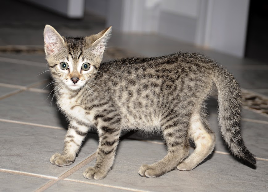 Egyptian Mau Bronze male DOB 51216 Belle Hollow Farms and Exotics