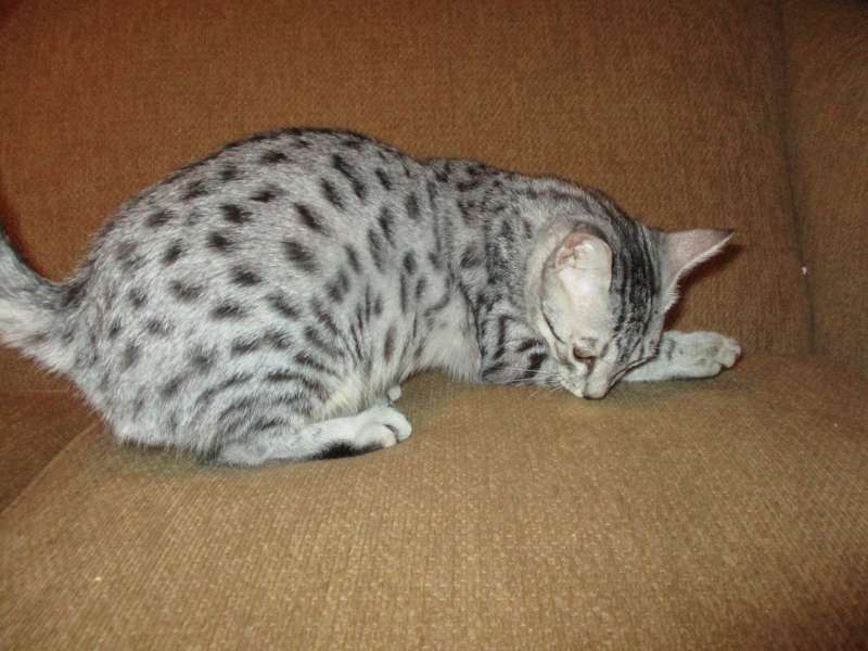 Egyptian Mau Silver Spotted Female DOB 3/24/17 FurreverSpots Belle Hollow Farms and Exotics