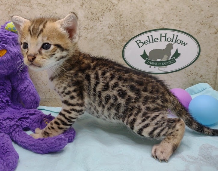 Savannah cat for sale  Savannah kittens for sale - Belle Hollow