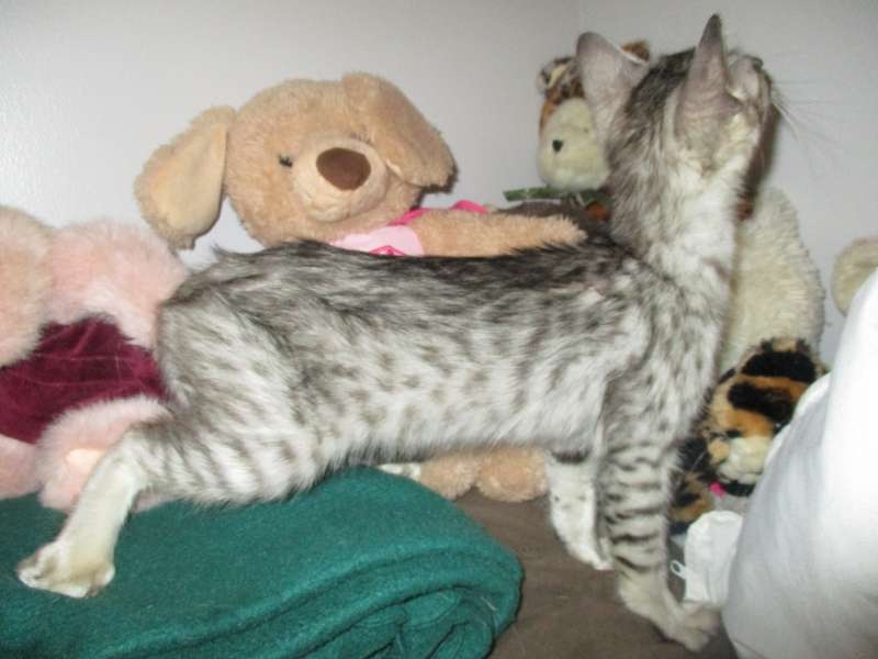 Egyptian Mau Breeder & Kittens for Sale from Belle Hollow Farms and Exotics