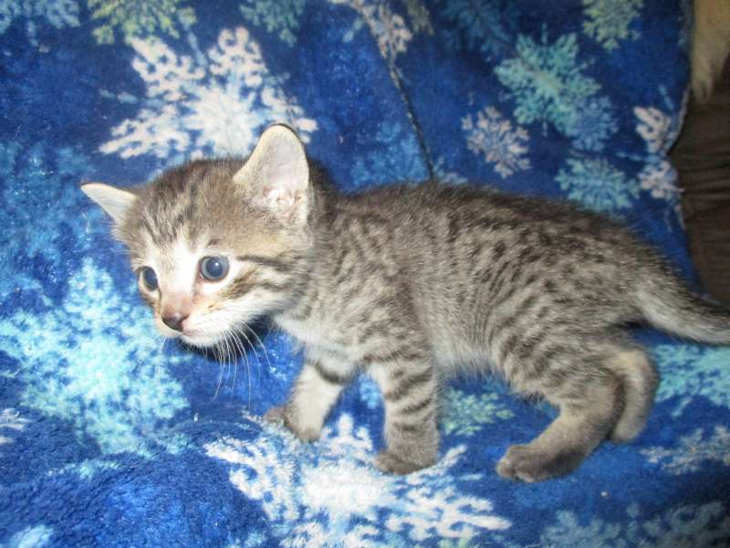 Egyptian Mau for sale Kittens for sale Belle Hollow Farms and Exotics