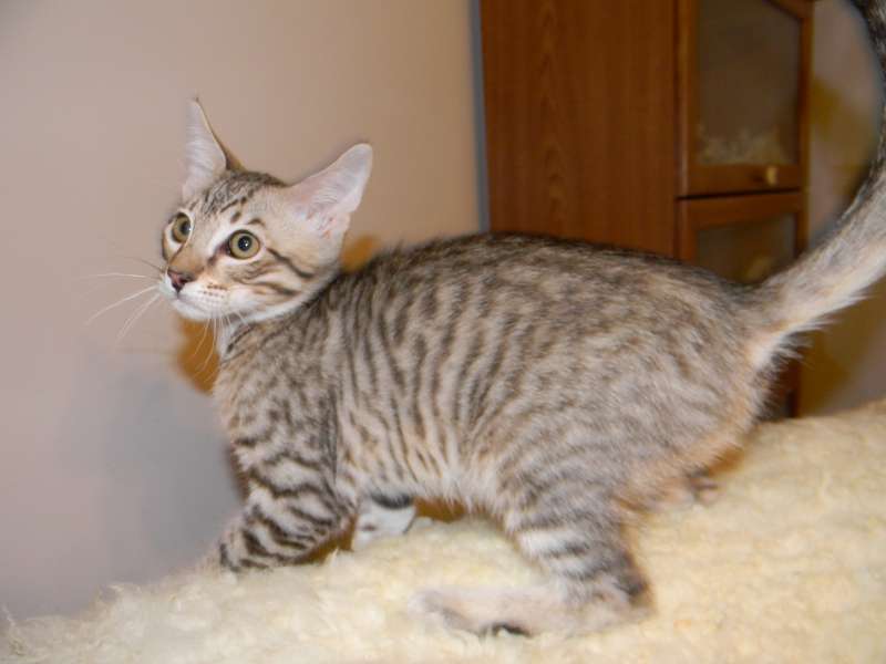 Savannah cat for sale  Savannah kittens for sale - Belle Hollow