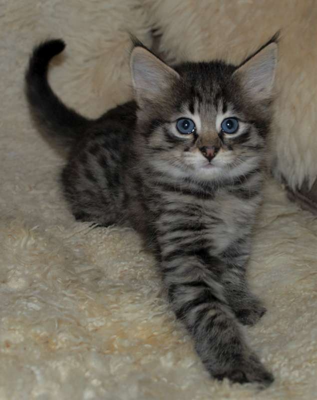 Find Horny Kik Girls 7 cat for sale egypt Mau egyptian cat savannah